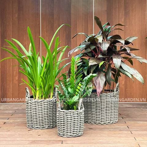 Bộ chậu cây HOMIE