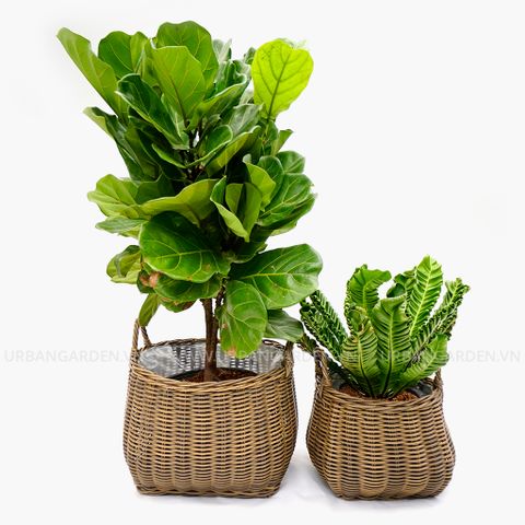 Giỏ Mây Nhựa Chubby