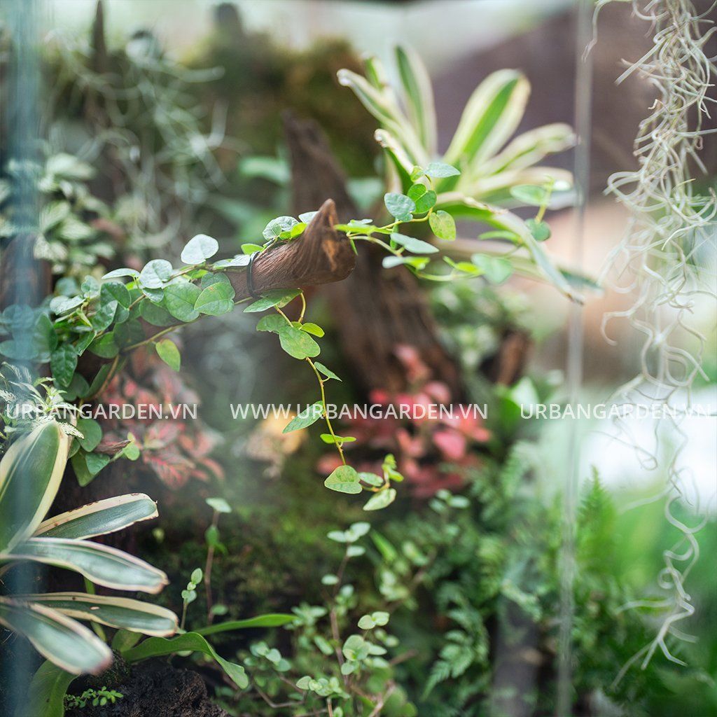  Hệ sinh thái thu nhỏ Paludarium 