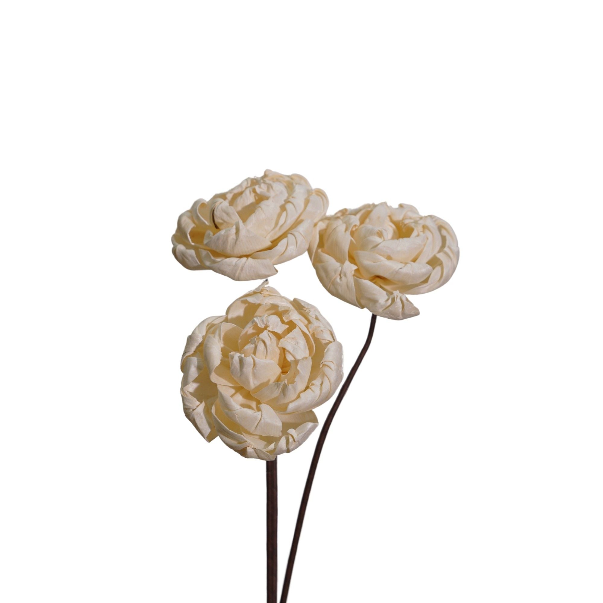  Hoa Khô Medium Peony (12 Cm) 