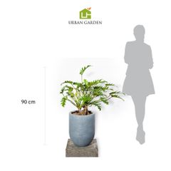  Chậu cây chân vịt - Corda - Xám XS 