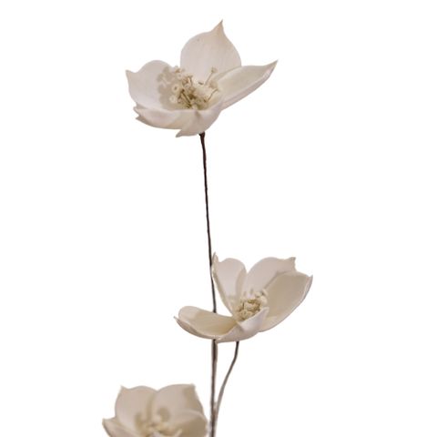 Hoa Khô 3 Orange Blossom Branch