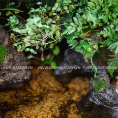  Hệ sinh thái thu nhỏ Paludarium 