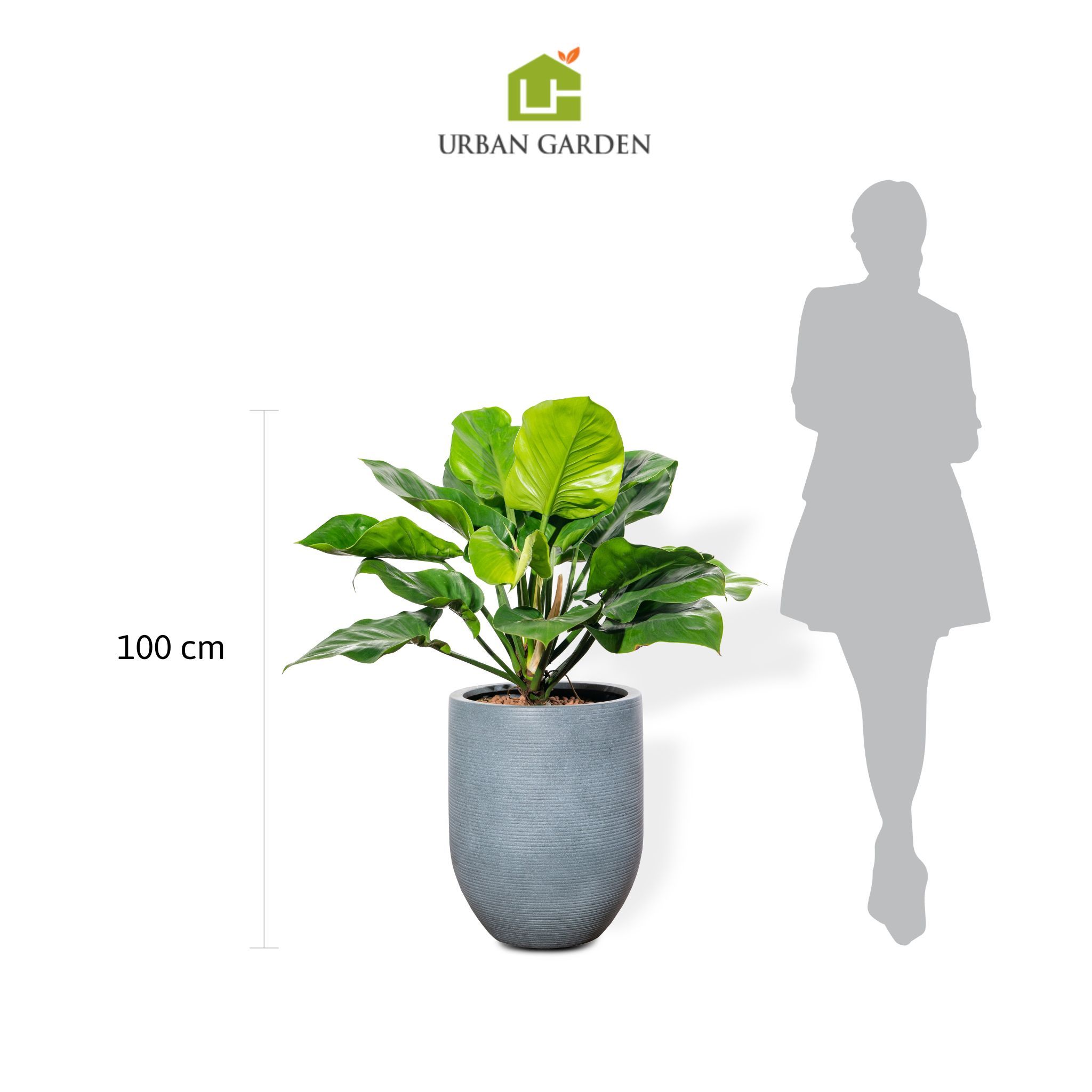  Chậu Cây Đế vương xanh L - Corda - Xám S 