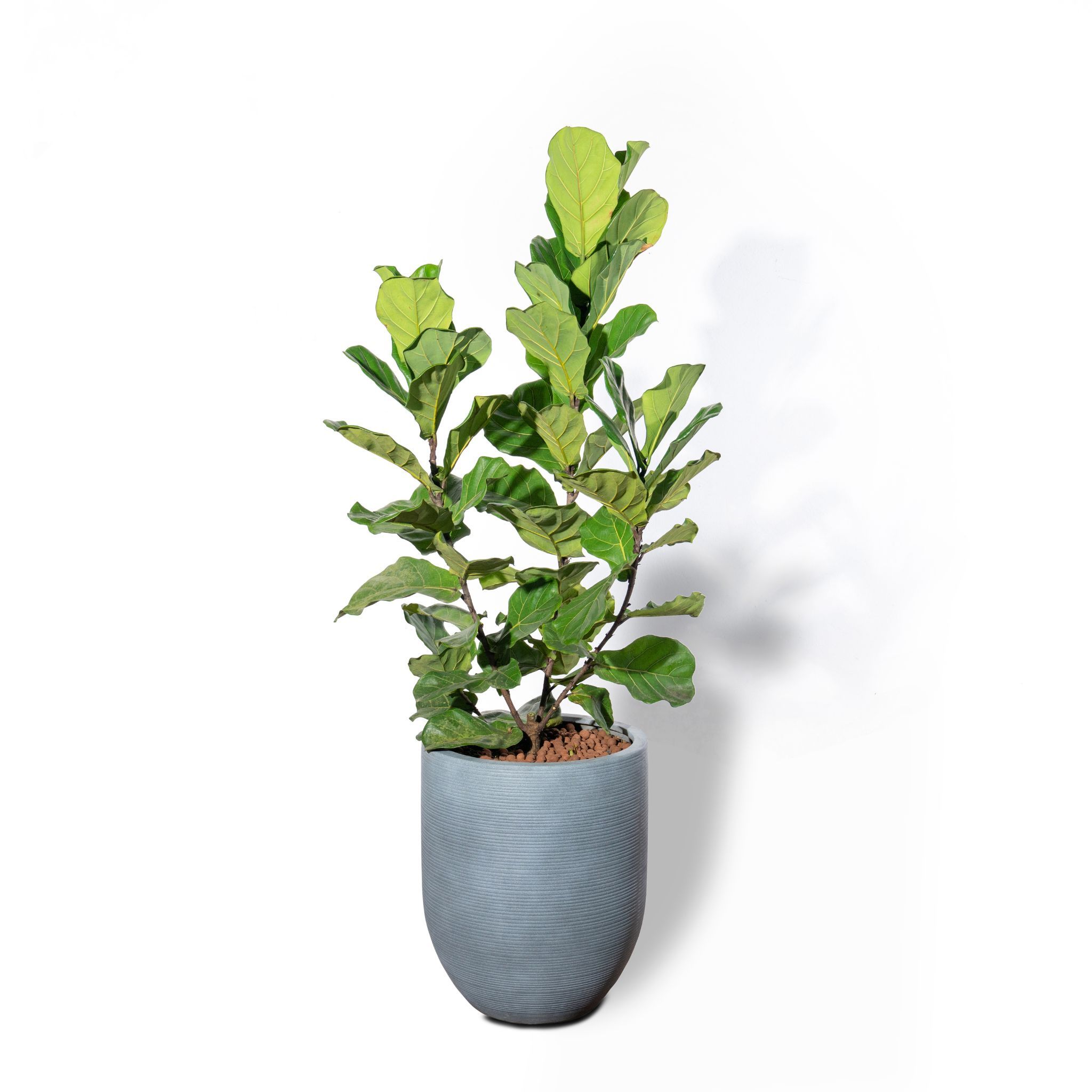  Chậu Bàng Sing 3 thân M - Corda - Xám M 