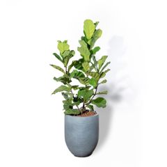  Chậu Bàng Sing 3 thân M - Corda - Xám M 