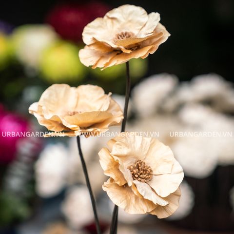 Hoa Khô Pradoo Walin