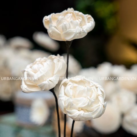 Hoa Khô Small Peony Dia (9 Cm)