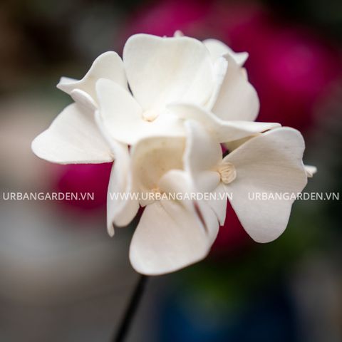 Hoa Khô Trang Trí Hydrengea (9.5 Cm)