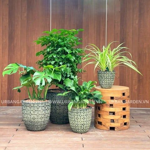  Chậu Cây Gốm Batik 