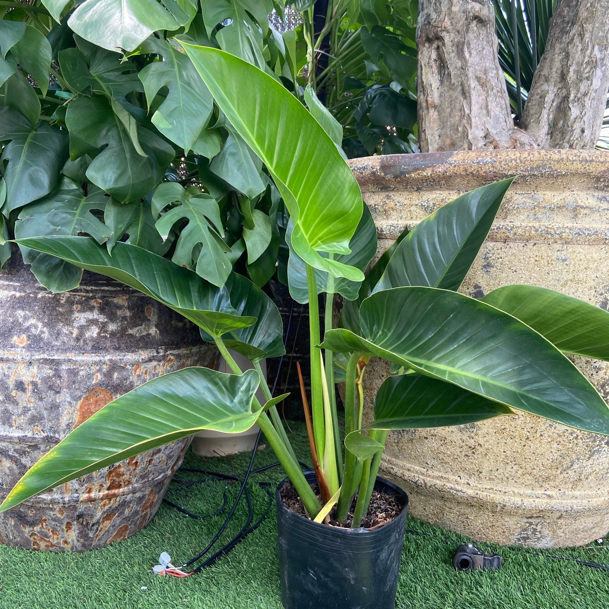  Cây Đế vương xanh 