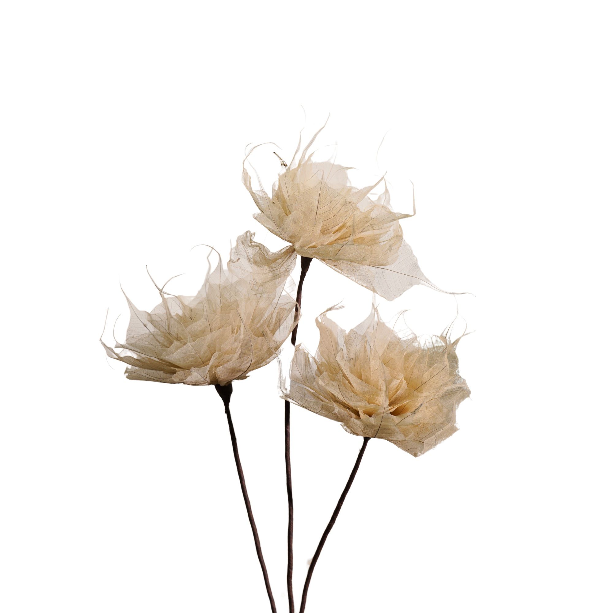  Hoa Khô Giant Pho-Rakrea 