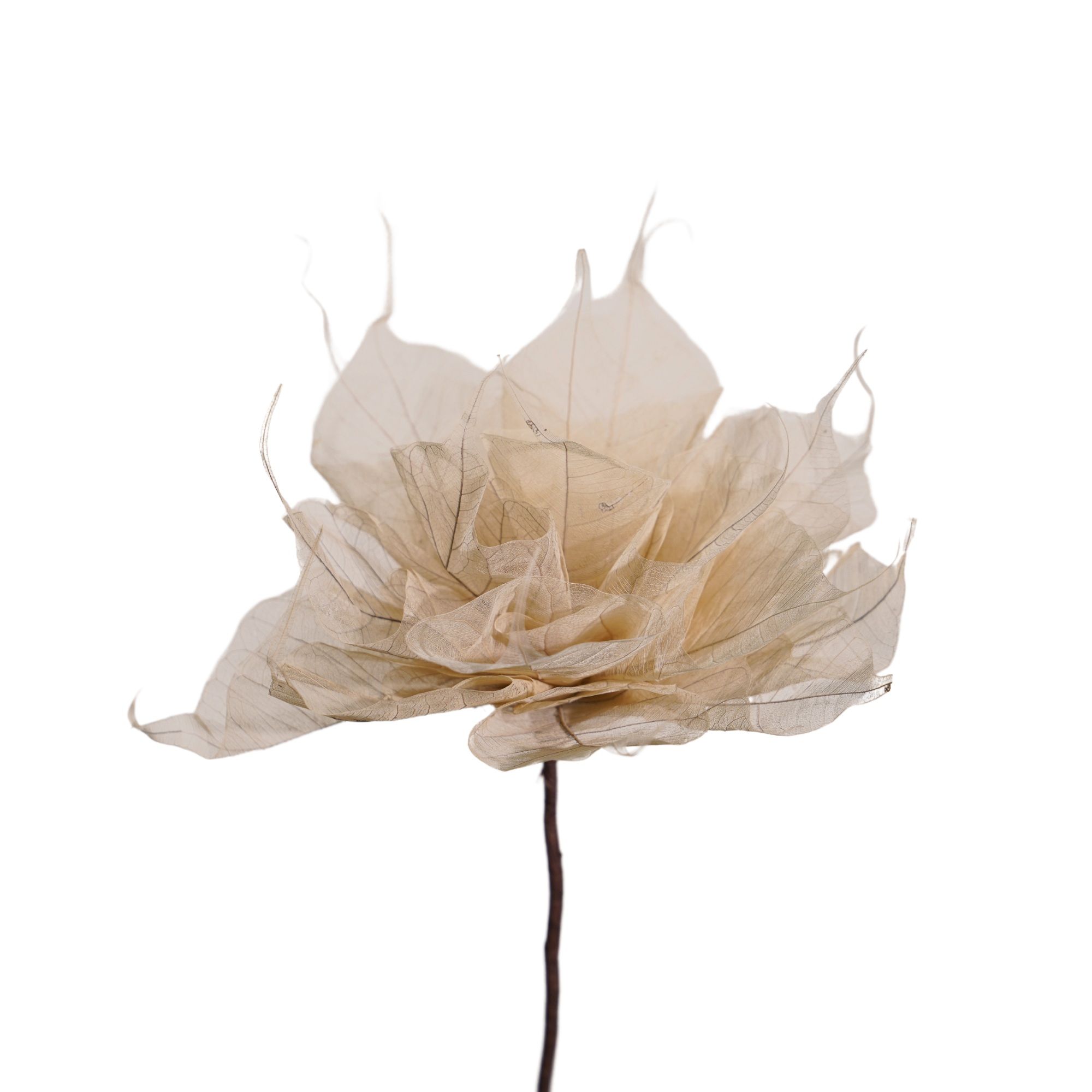  Hoa Khô Giant Pho-Rakrea 