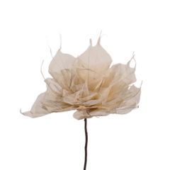  Hoa Khô Giant Pho-Rakrea 