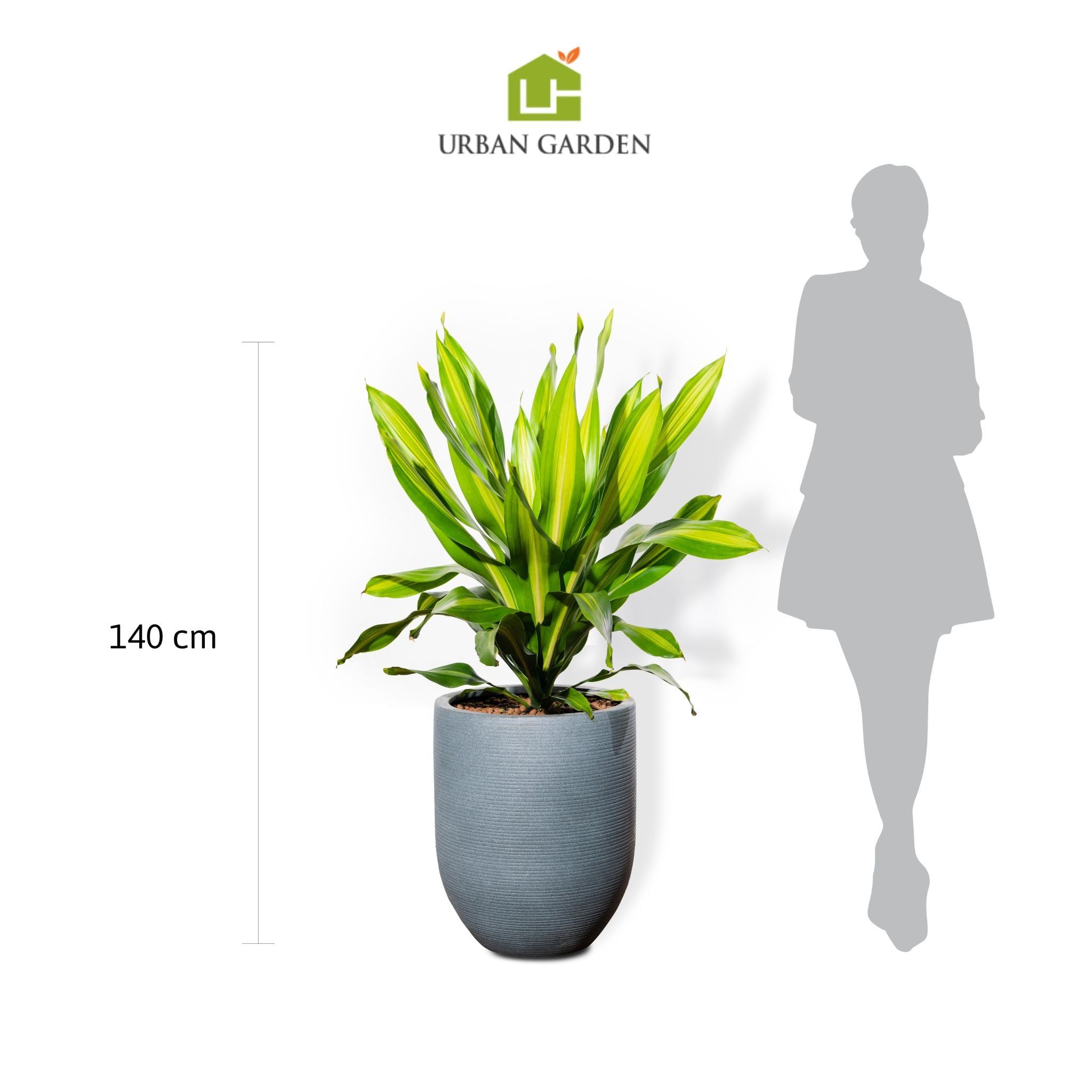  Chậu Phát tài sọc 70 cm - Corda - Xám S 