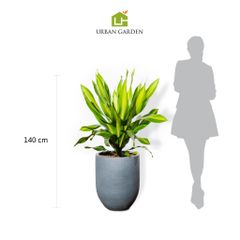  Chậu Phát tài sọc 70 cm - Corda - Xám S 