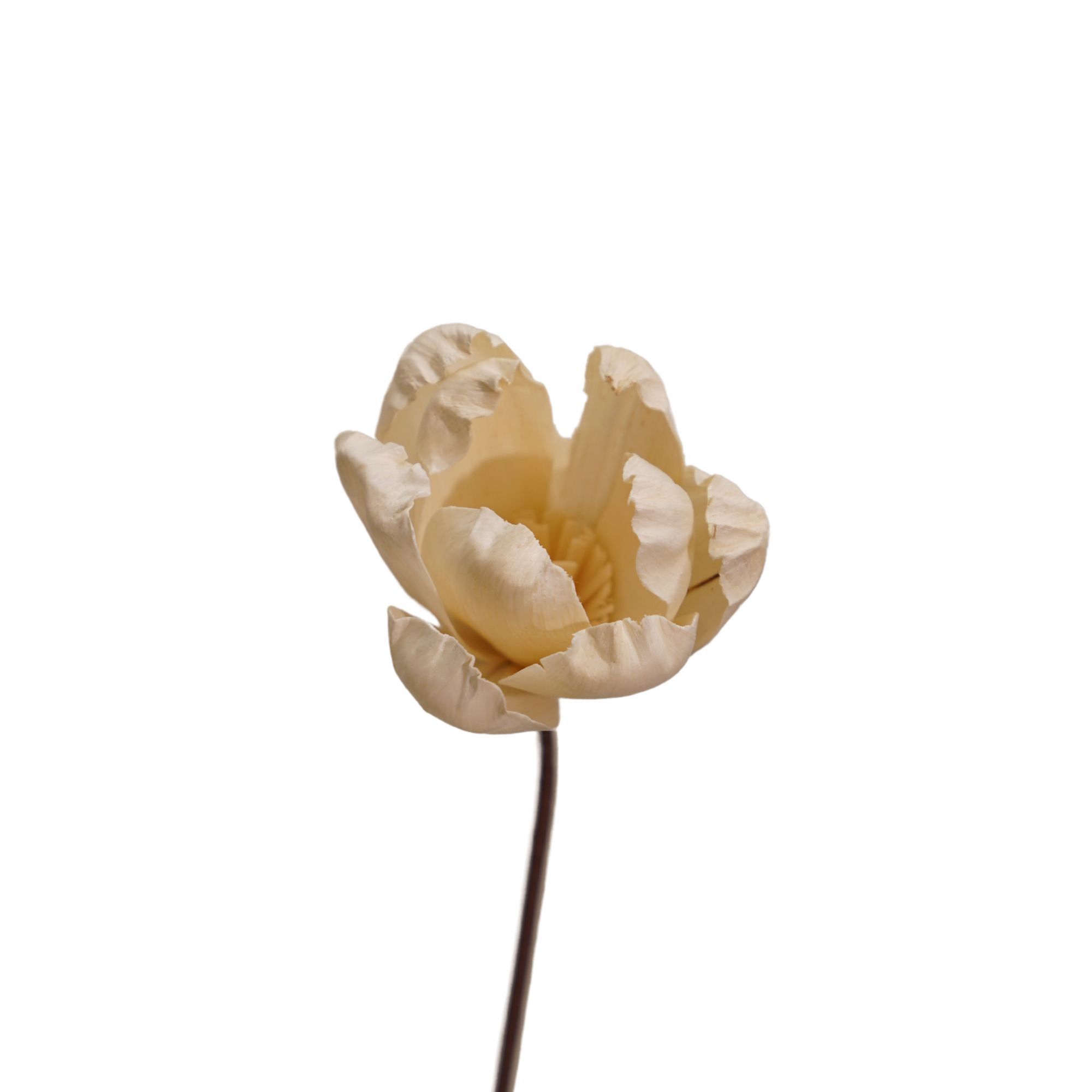  Hoa Khô White Tulip 