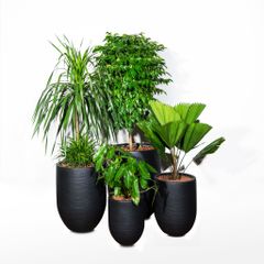  Chậu Cây Xi măng Polycement Corda - Đen 