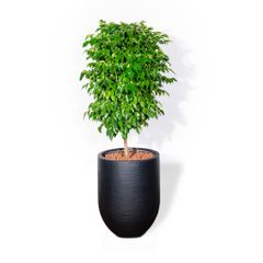  Chậu Cây Xi măng Polycement Corda - Đen 