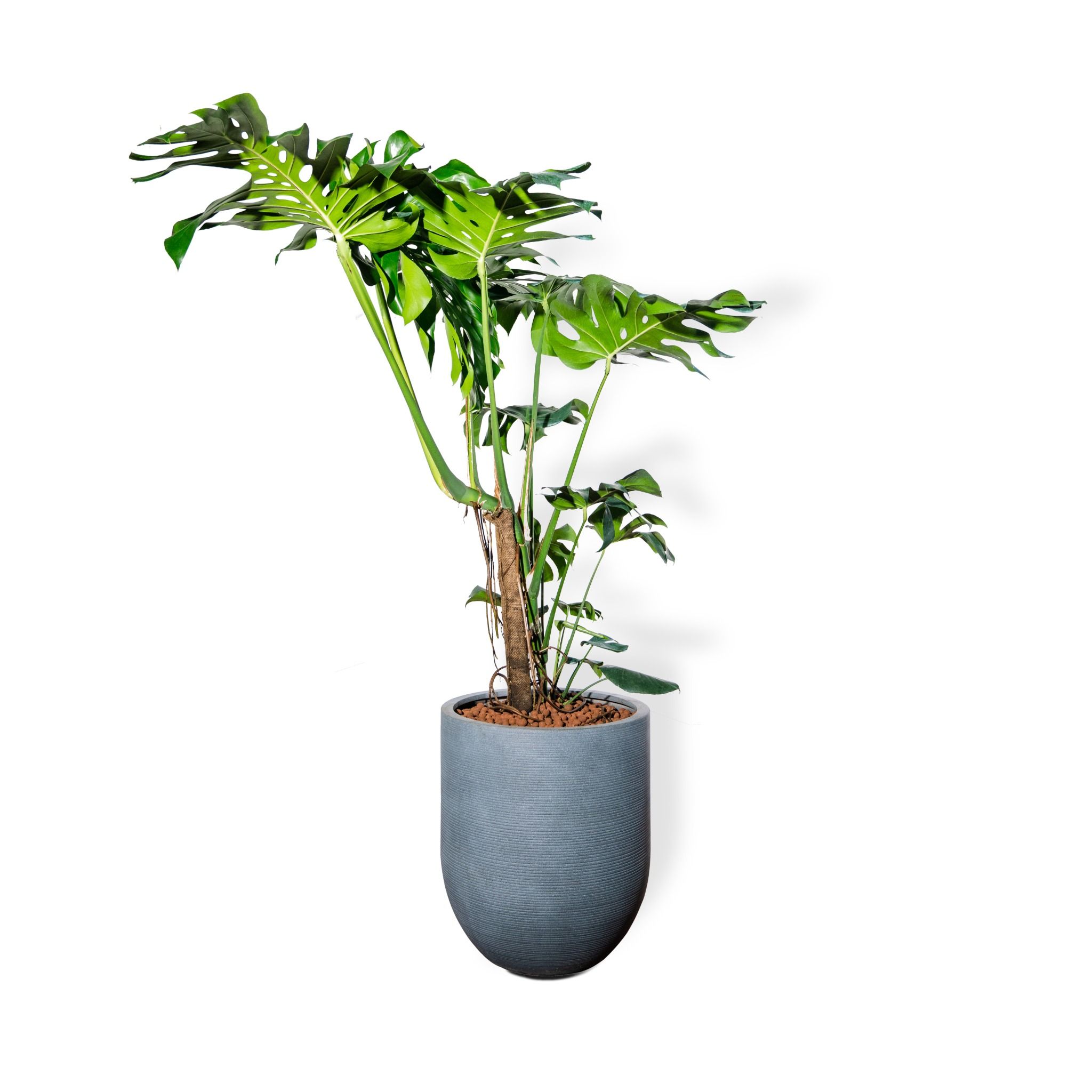  Chậu Cây Xi măng Polycement Corda - Xám 