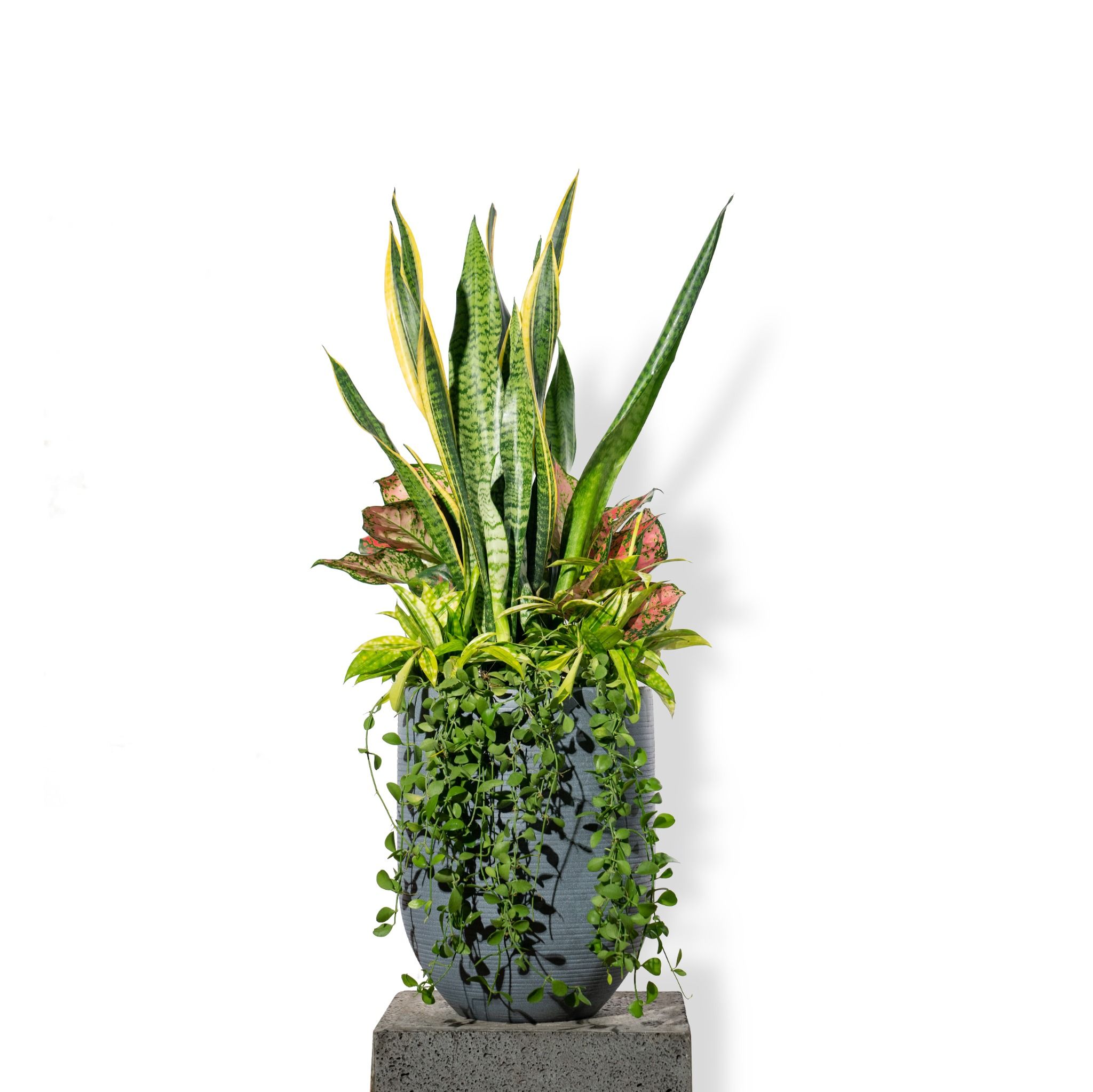  Chậu Cây Xi măng Polycement Corda - Xám 