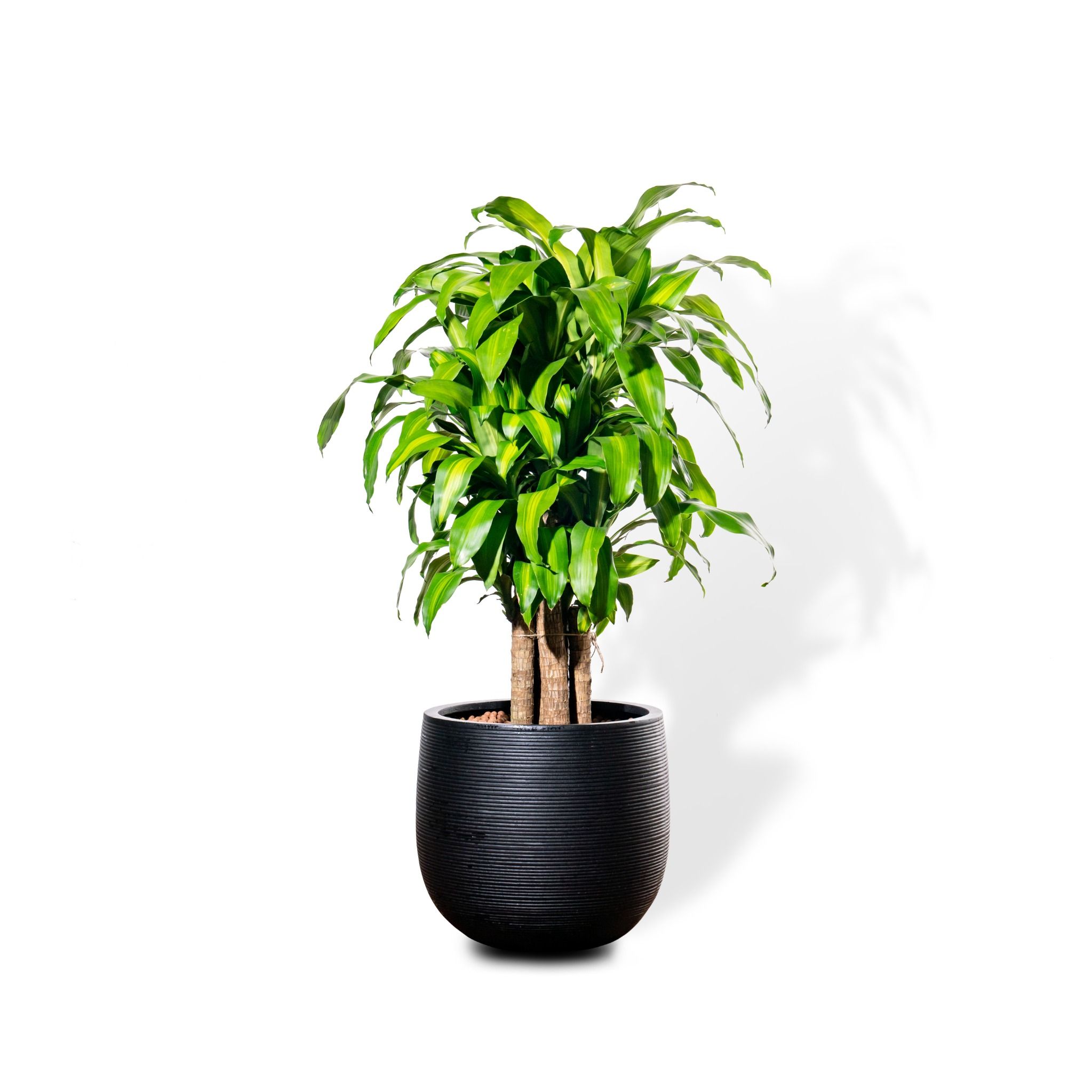  Chậu Cây Xi măng Polycement Ceylon - Đen 