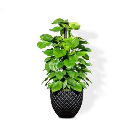 Chậu Cây Trầu bà cột M - Pine - Đen L