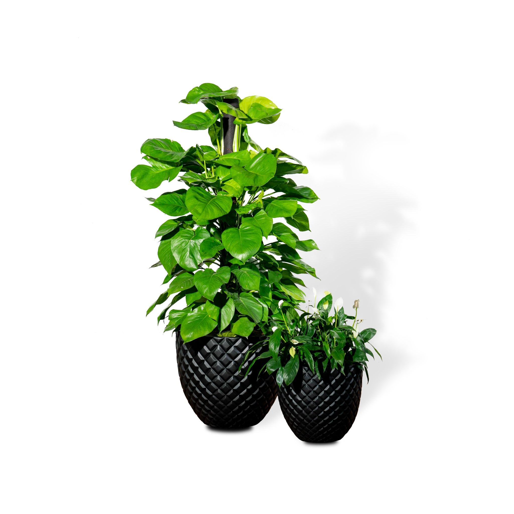  Chậu Cây Xi măng Polycement Pine - Đen 