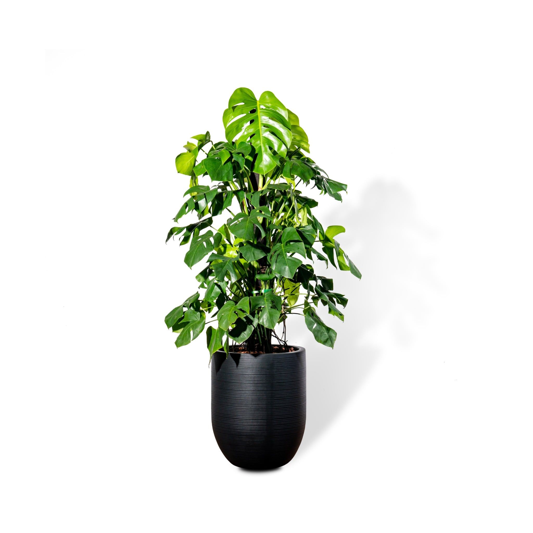  Chậu Monstera - Cột L - Corda - Đen M 