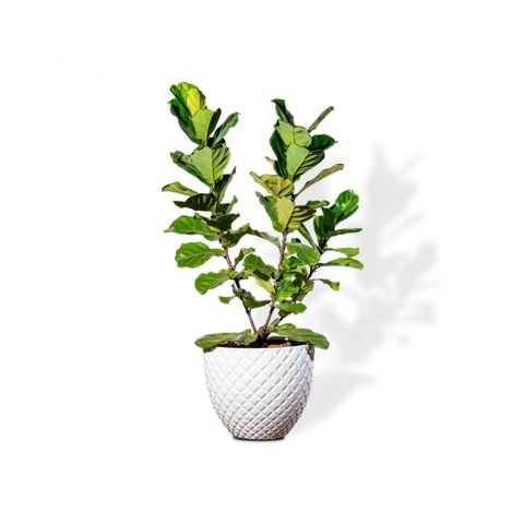 Chậu Cây Bàng Sing-3 thân M -  Pine - Trắng L