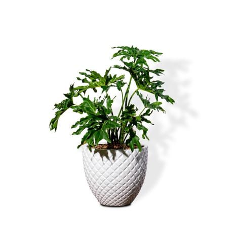 Chậu Cây Trầu bà thanh xuân M - Pine - Trắng M