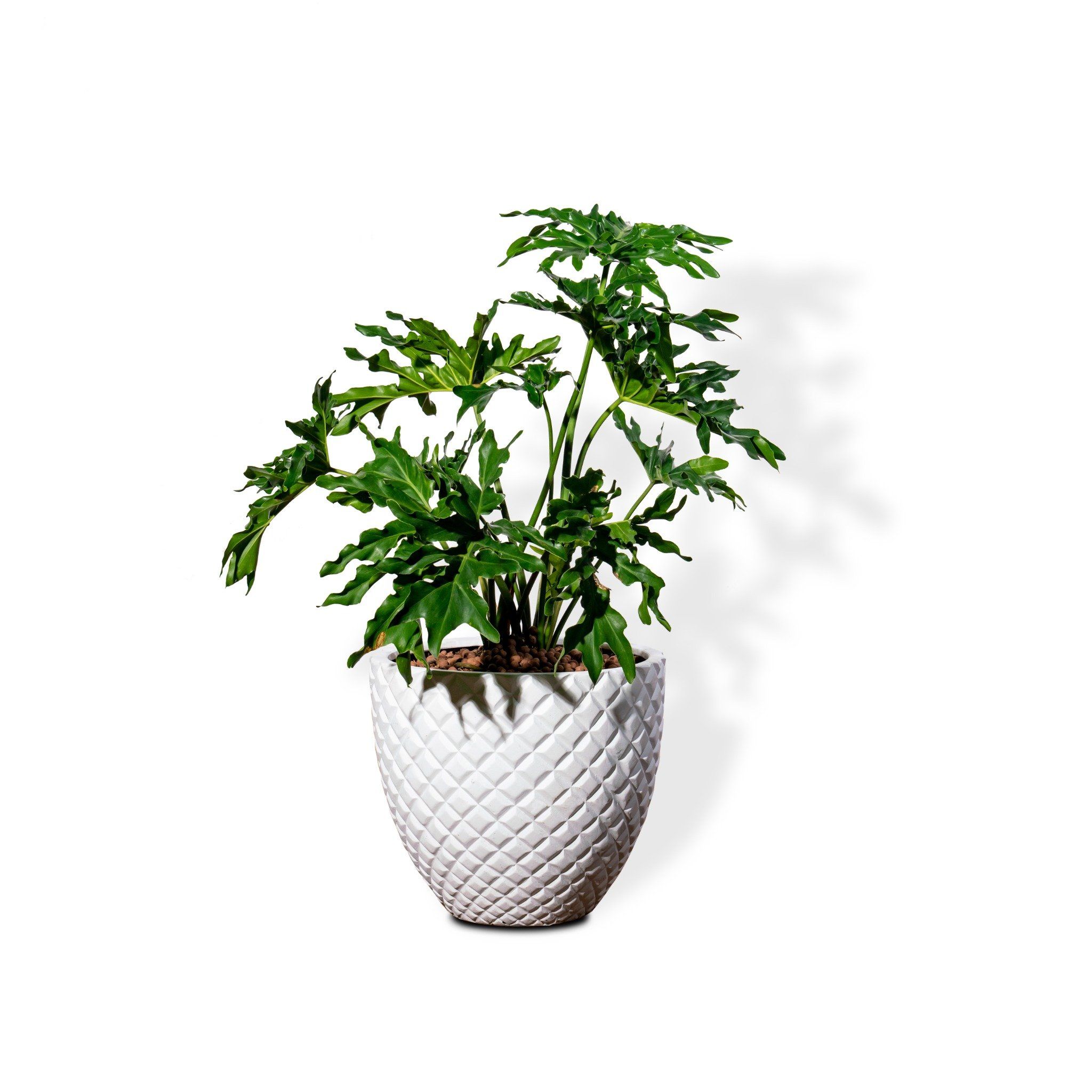  Chậu Cây Trầu bà thanh xuân M - Pine - Trắng M 