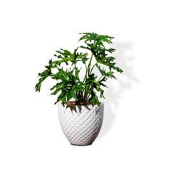  Chậu Cây Trầu bà thanh xuân M - Pine - Trắng M 