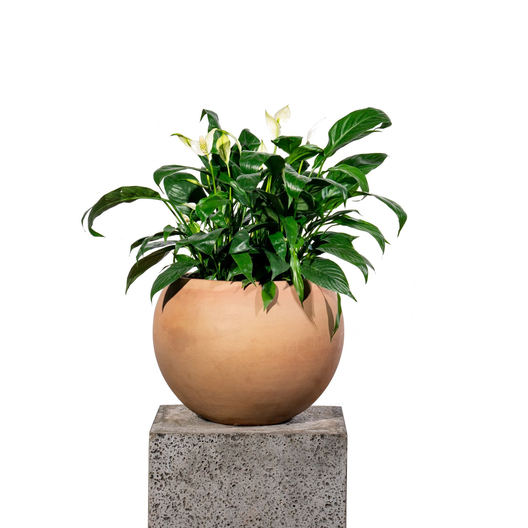  Chậu Cây Gốm Cotta 