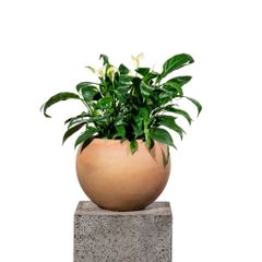  Chậu Cây Gốm Cotta 