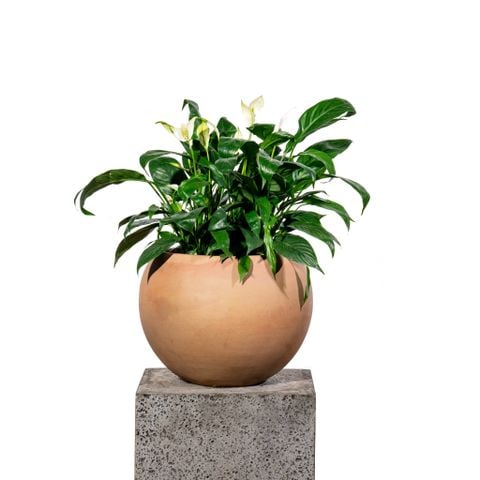 Chậu cây  Lan ý - Cotta M