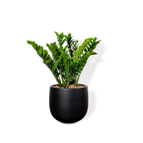 Chậu Cây Kim tiền L - Ceylon - Đen M