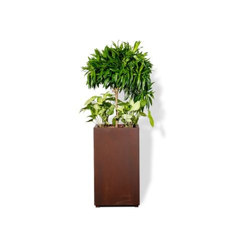 Chậu Cây Trúc bách hợp L - Corten 40x40x70