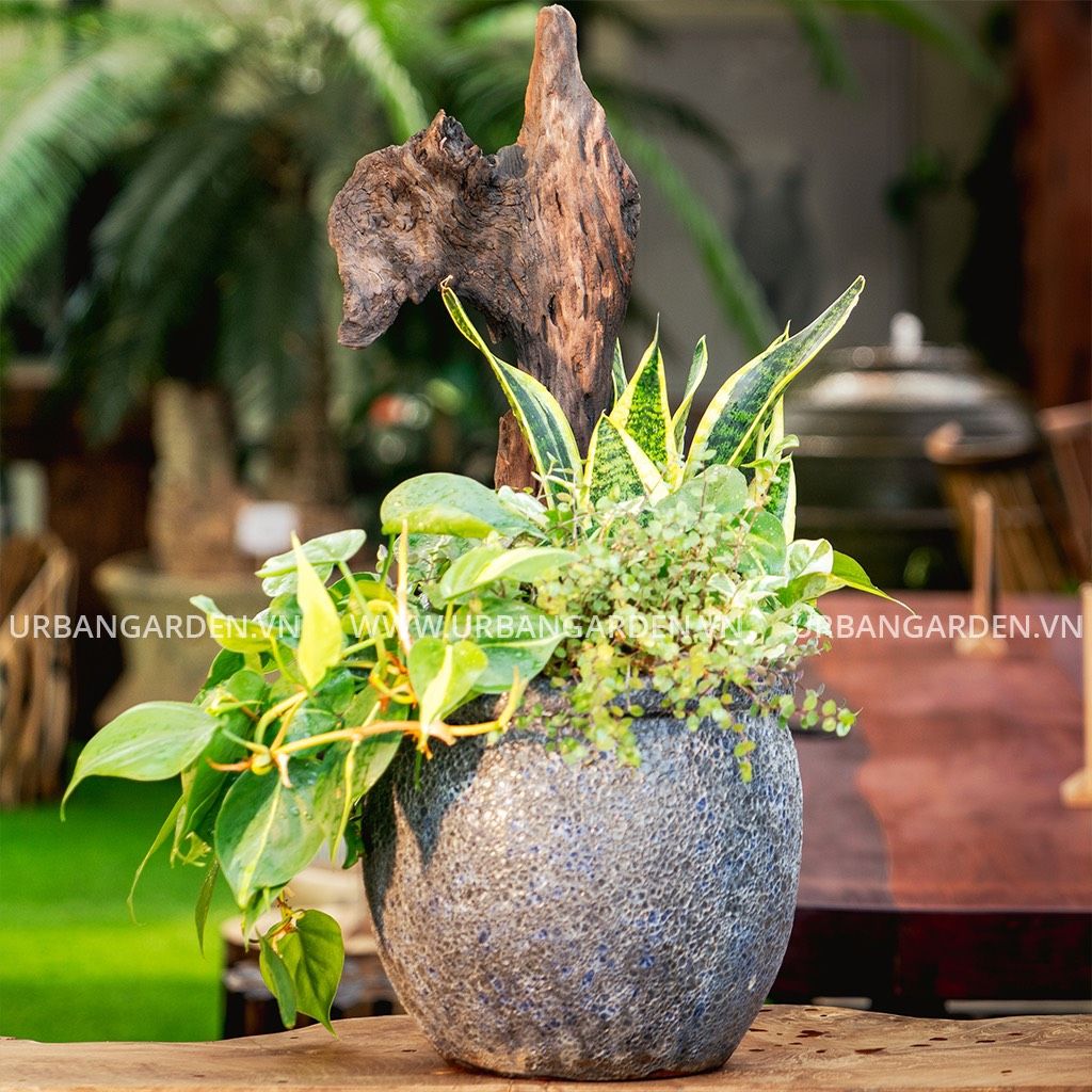  Bộ chậu lũa Decor 3 