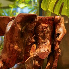  Bàn Console Gỗ Lũa Reborn Wood Driftwood Jaguar 22HX3 