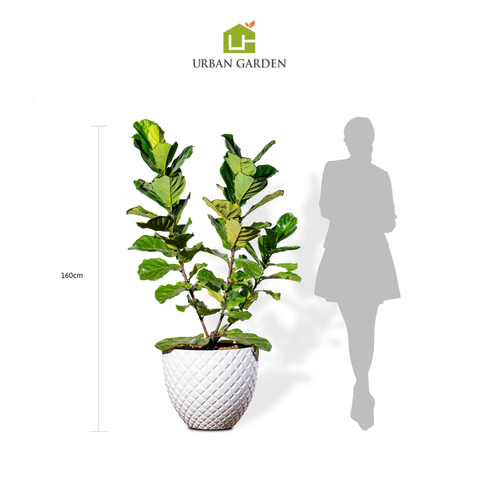 Chậu Cây Bàng Sing-3 thân M -  Pine - Trắng L