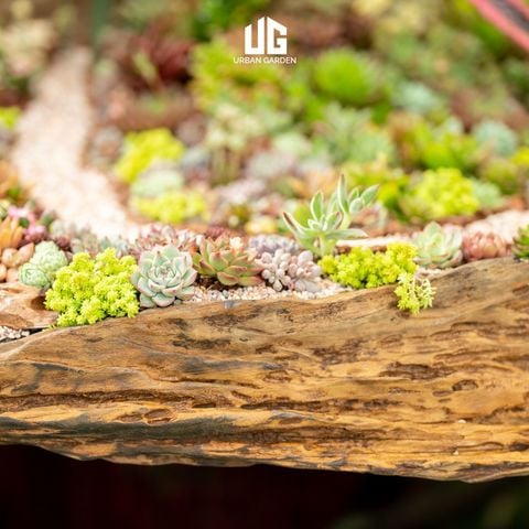 Décor Gỗ Lũa Reborn Wood Driftwood Be Water 02CX3 D3M2