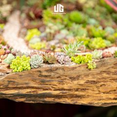  Décor Gỗ Lũa Reborn Wood Driftwood Be Water 02CX3 D3M2 