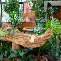  Décor Gỗ Lũa Reborn Wood Driftwood Be Water 02CX3 D3M2 