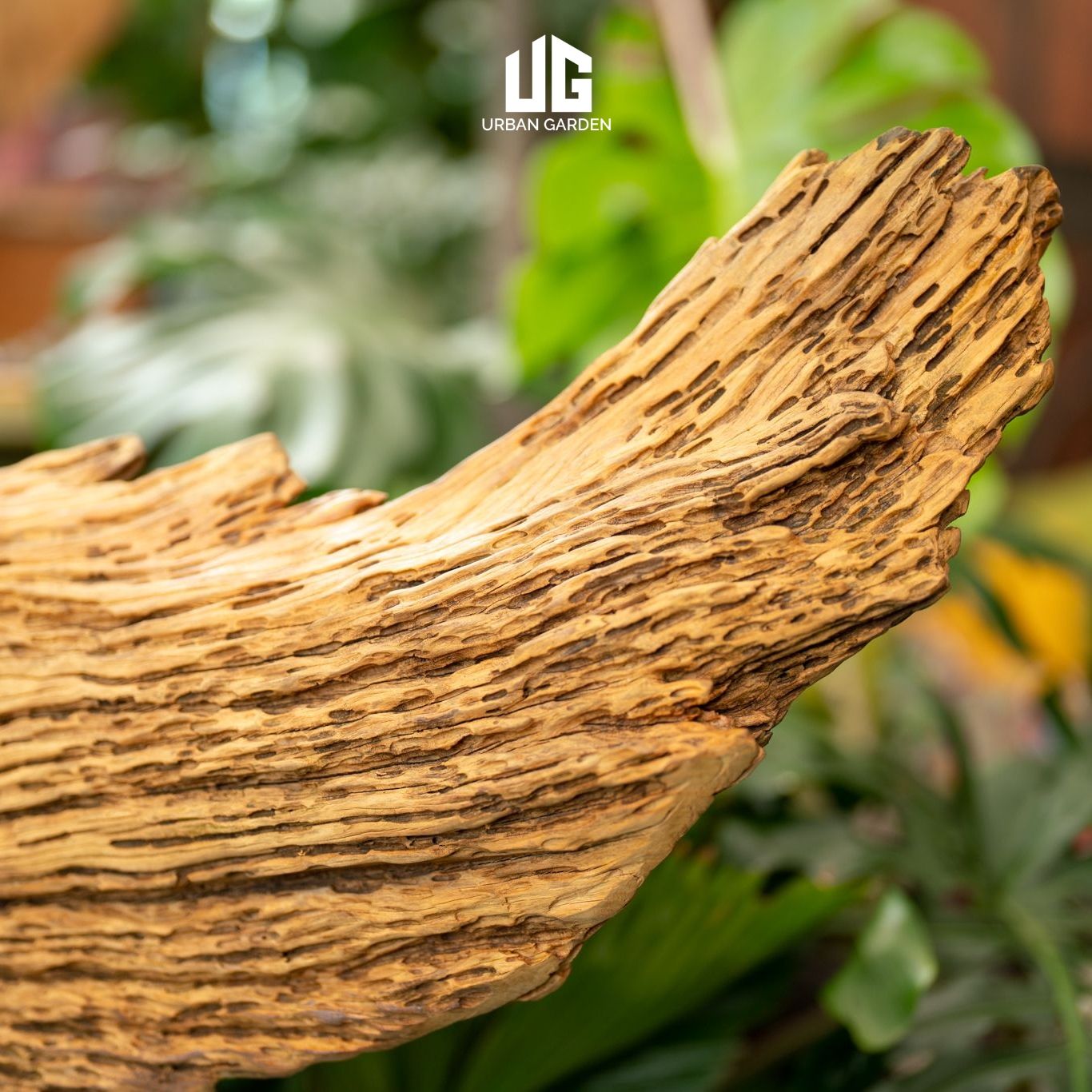  Décor Gỗ Lũa Reborn Wood Driftwood Be Water 02CX3 D3M2 