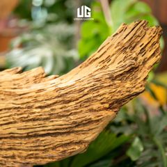  Décor Gỗ Lũa Reborn Wood Driftwood Be Water 02CX3 D3M2 