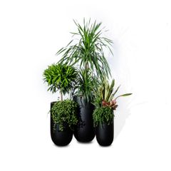  Bộ Chậu Phát tài núi lá lớn 2 tầng - Harvey 