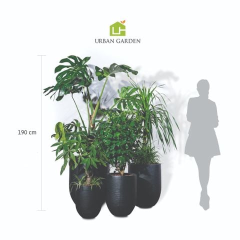 Bộ chậu cây Monstera Corda - Đen