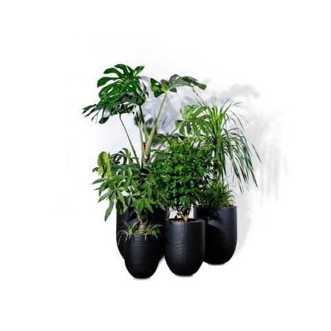 Bộ chậu cây Monstera Corda - Đen