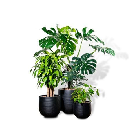 Bộ Chậu Cây Monstera XL - Ceylon - Đen